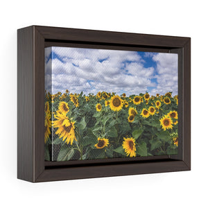 Framed Gallery Wrap - Sunflowers & Skies, Shannon Windsor
