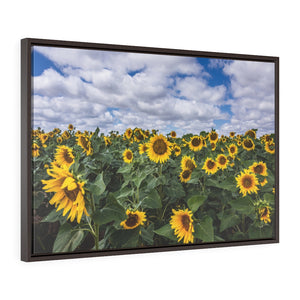 Framed Gallery Wrap - Sunflowers & Skies, Shannon Windsor
