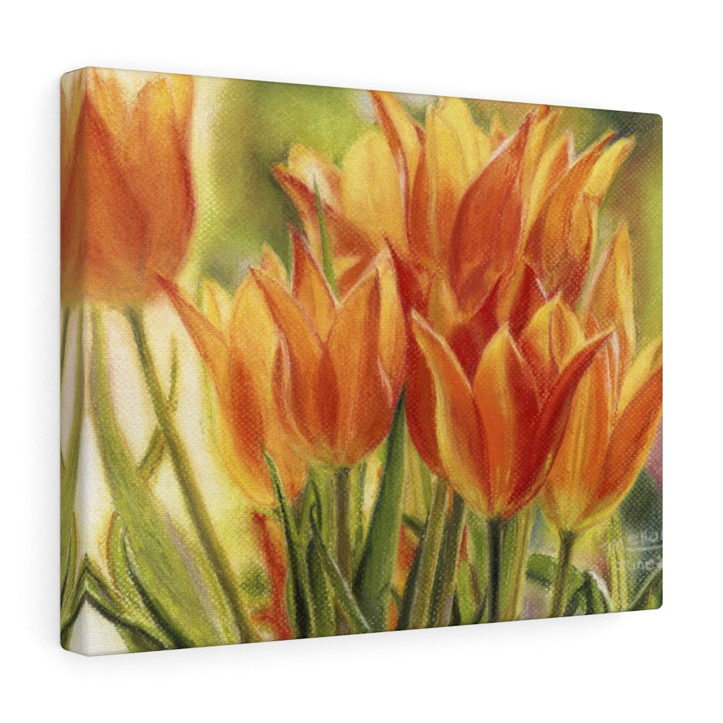Gallery Wrap - Jimenez Street Tulips, Debby Fleming-Mellor
