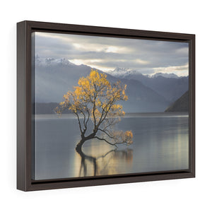 Framed Gallery Wrap Canvas - Wanaka Tree, Michael Cahill