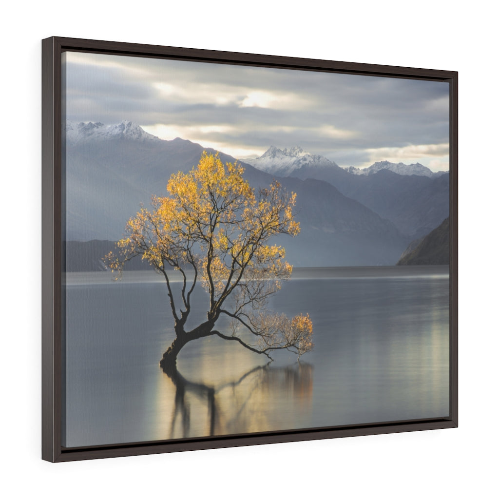 Framed Gallery Wrap Canvas - Wanaka Tree, Michael Cahill